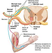 <ul><li><p>Dorsal root- Sensory, afferent </p></li><li><p>Ventral Root- Motor, efferent </p></li><li><p>Spinal Nerve- Motor and sensory </p></li><li><p>Dorsal Primary Ramus (DPR)- Muscles of deep back, posterior head and neck </p></li><li><p>Ventral Primary Ramus (VPR)- Anterior trunk and limbs </p></li></ul><p></p>