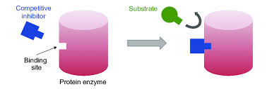 <p>reduce the productivity of an enzyme by<strong> attaching to the enzymes active site and blocking substrates from attaching.temporary.  </strong></p>