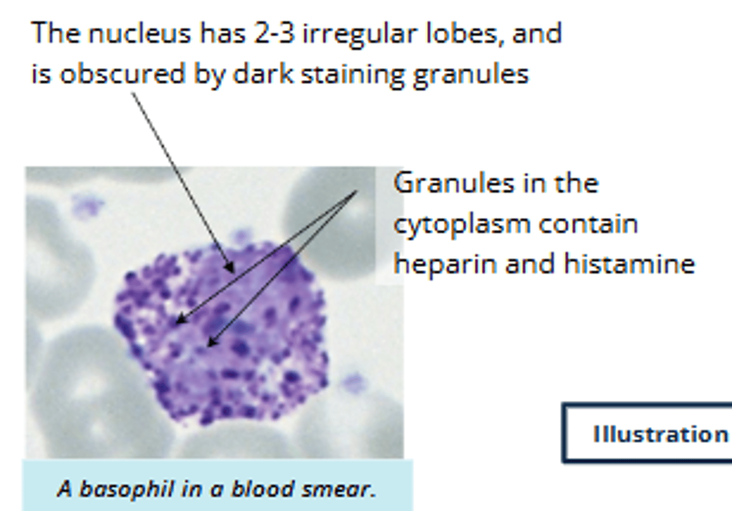 <p>least common granulocyte</p><p>histamine and heparin released for inflammatory or allergic reaction</p>