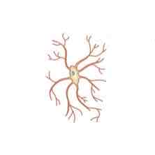 <p>The function of the cell depicted in the image shown is to _______</p>