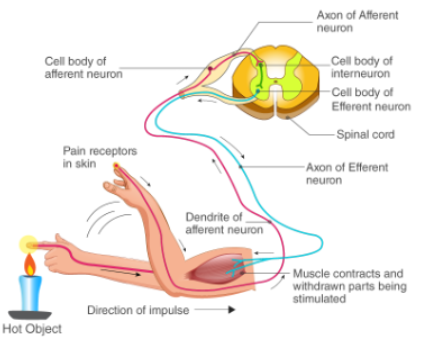 <p>sensory → interneuron → motor neuron</p>