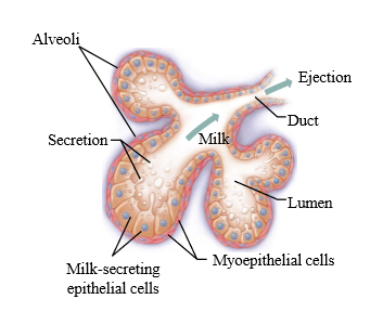 <p>1. Suckling of nipple increases oxytocin release</p><p>2. myoepithelial cells to contract on milk secreting epithelial cells</p><p>3. Milk released into lumen and can be ejected from nipple</p>
