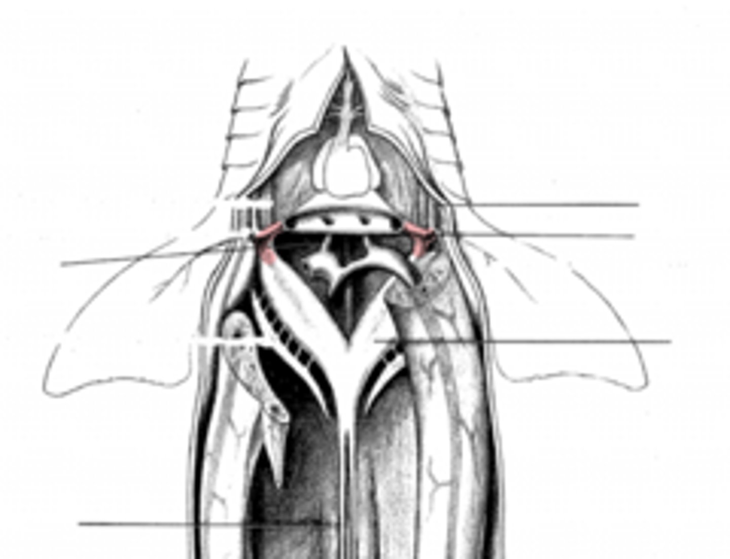 <p>where does the common cardinal vein feed into?</p>