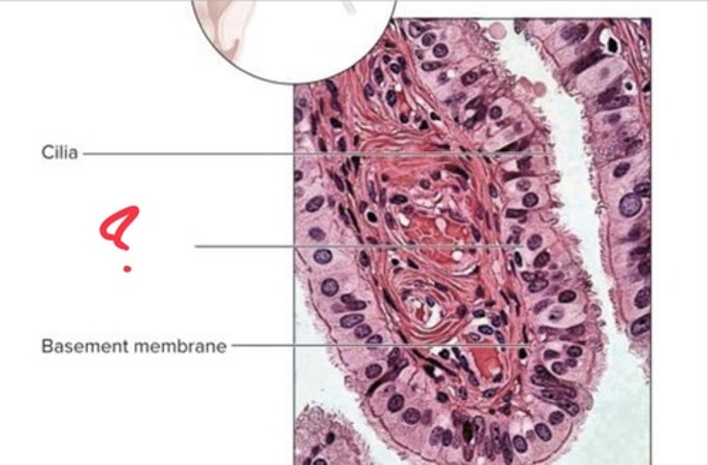 <p>What epithelial tissue is this?</p>