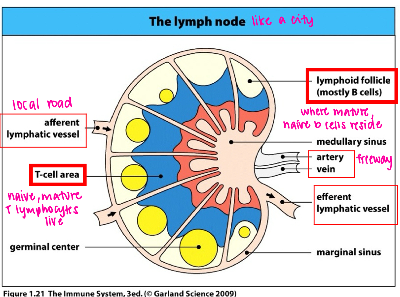 <p>-afferent lymphatic vessel </p><p>-T-cell area</p><p>-lymphoid follicle </p><p>-artery vein </p><p>-efferent lymphatic vessel </p>