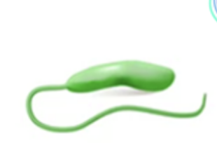 <p>flagellum</p>