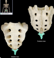 four vertebrae fused together to form the tailbone