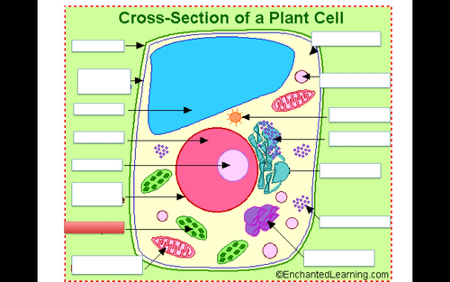 <p>The food producer for the plant cell, it converts the energy of the sun into sugar</p>