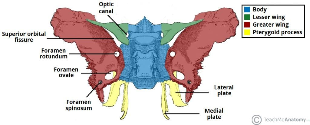 <p>They project inferiorly from the junction of the body and greater wings. They anchor the pterygoid muscles which are important for chewing.</p><p>One of three projections of sphenoid bone.</p>