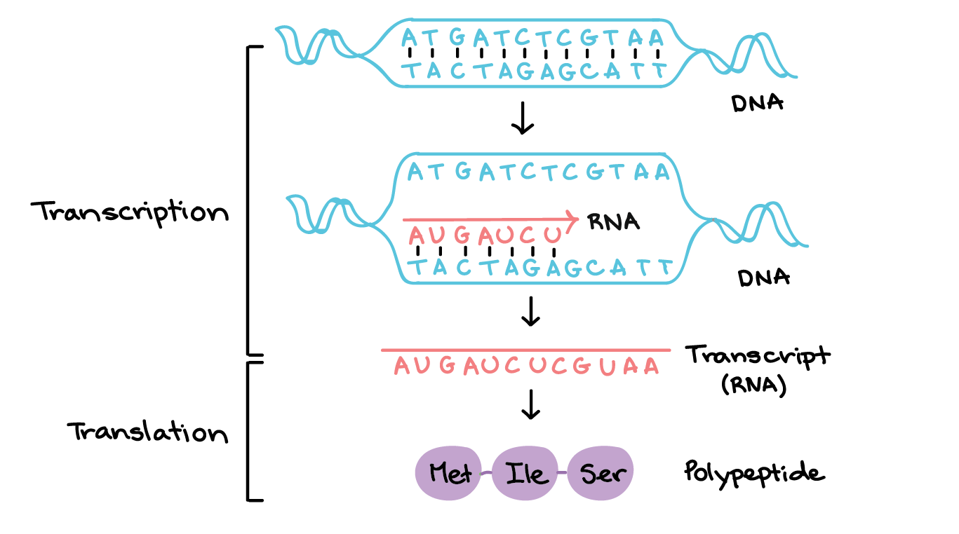 <ul><li><p>the process of copying the genetic information stored in a DNA strand into a complementary strand of <strong>RNA</strong></p><ol><li><p>initiation - <strong>RNA polymerase </strong>binds to the <strong>promoter</strong>, DNA is unwound, and forms a transcription bubble</p></li><li><p>elongation - <strong>RNA polymerase </strong>facilitates <strong>nucleotide </strong>base pairing</p></li><li><p>termination - the hydrogen bonds of the RNA/DNA helix break</p></li></ol></li><li><p>in <strong>prokaryotes</strong>, occurs in the cytoplasm</p></li><li><p>in <strong>eukaryotes, </strong>occurs in the <strong>nucleus</strong></p></li></ul><p></p>