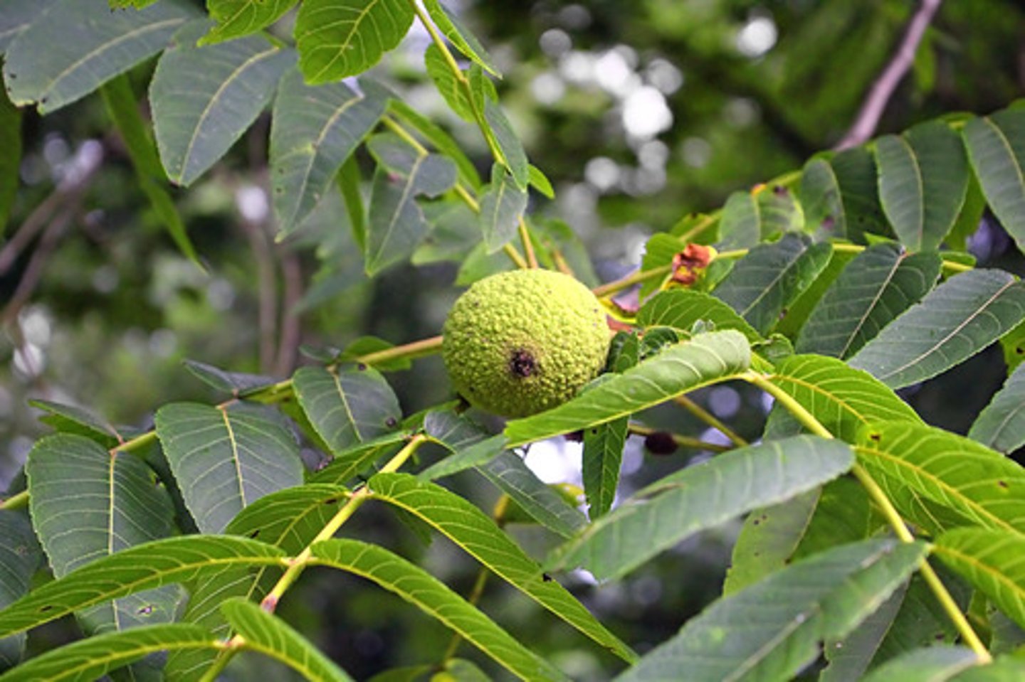 <p>acute laminitis</p>
