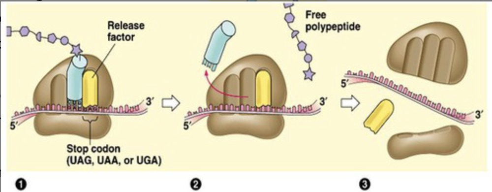 - Uncharged tRNA leaves ribosome
- Stop codon enters the A site and protein release factor enters site
- Binding of release factor releases completed protein from tRNA in P site and causes complex to dissociate
