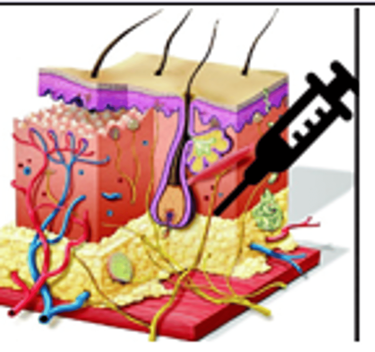 <p>Junction of Dermis and Subcutaneous fat (fascia)</p>