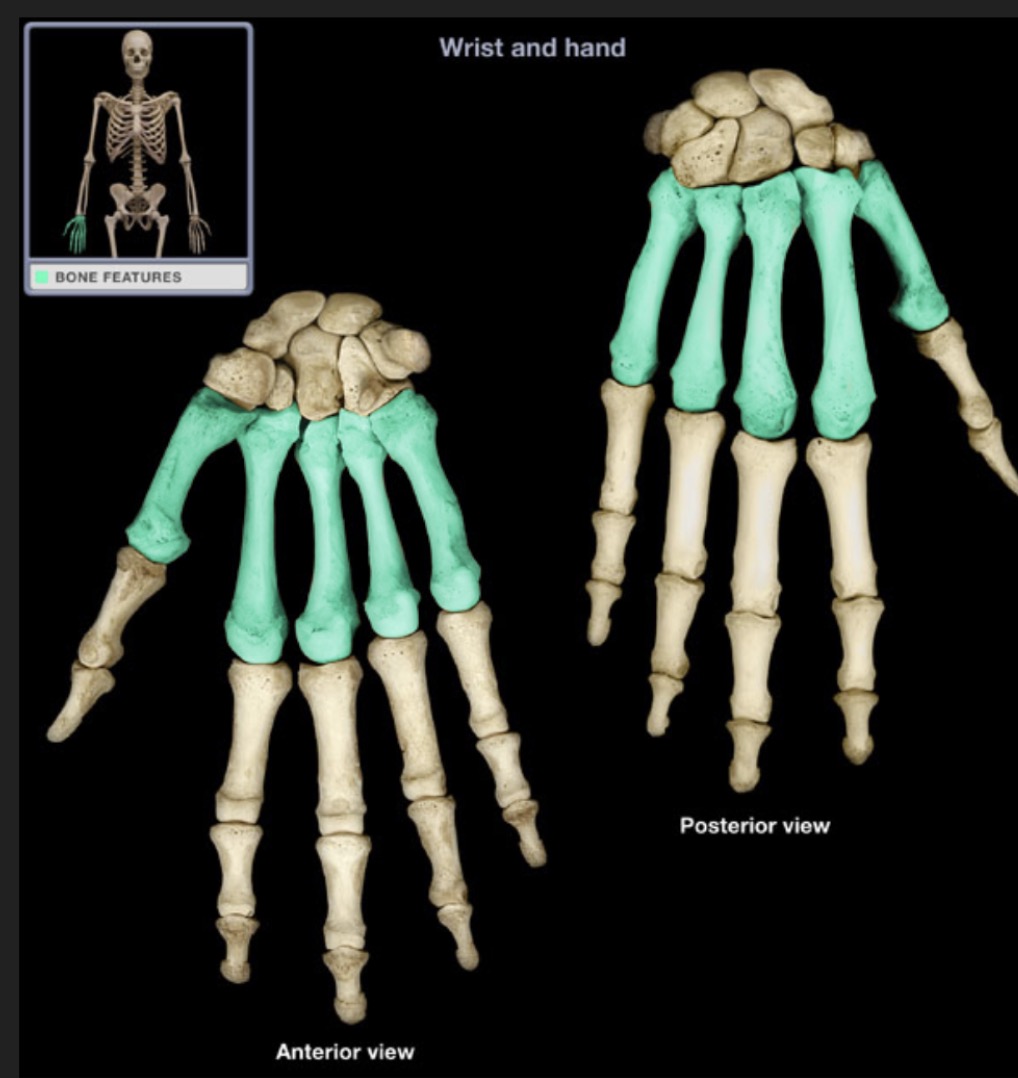 <p><span style="font-family: Arial, sans-serif; color: rgb(45, 59, 69)">five bones forming the palm</span></p>