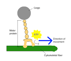 <p>A protein that interacts with cytoskeleton elements and other cell components, producing movement of the whole cell or parts of the cell. </p>