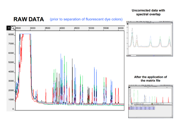 <ul><li><p>Must be able to distinguish from slight differences in different colour dyes to avoid overlap</p></li><li><p>Must use colour corrections when sample comes off</p></li><li><p>Matrix files correct spectral overlap</p></li><li><p>In the raw data, it’s all mixed together as matrix correction hasn’t been applied</p></li></ul><p></p>