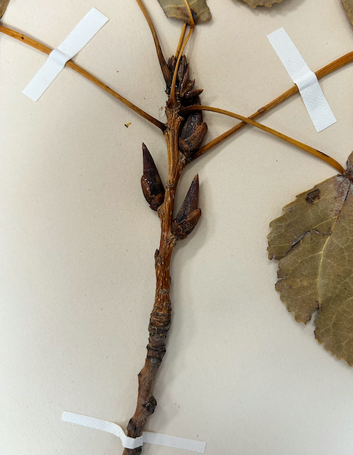 <p>Salicaceae</p><p><em>Populus</em></p>