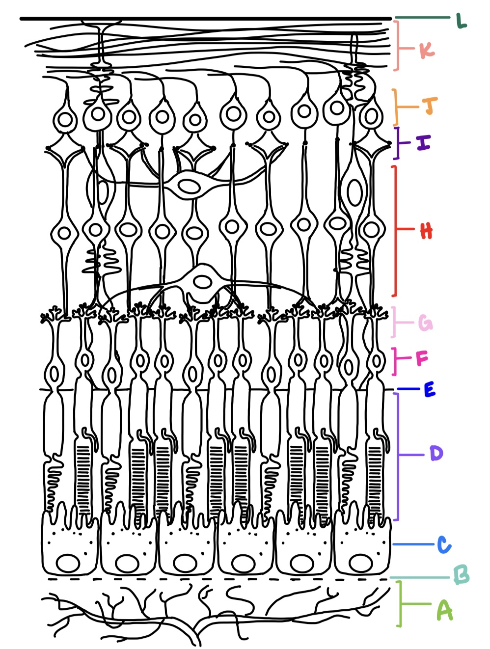 <p>where are the axon terminals located for photoreceptors?</p><p><strong>G</strong></p>