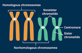 <p><u>Sister chromatid</u>: <span><span>identical copies of a single chromosome</span></span></p><ul><li><p><span><span>created during DNA replication, and are joined at the centromere</span></span></p></li></ul><p></p><p><u>Homologous chromosomes:</u> <span><span>pair of chromosomes</span></span></p><ul><li><p><span><span>one inherited from each parent</span></span></p></li><li><p><span><span>same size, shape, and genes</span></span></p></li><li><p><span><span>but may carry different versions (alleles) of those genes</span></span></p></li></ul><p></p>