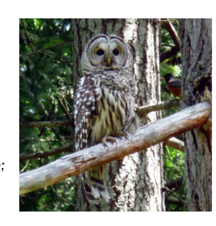 <p>class aves, owls, </p>
