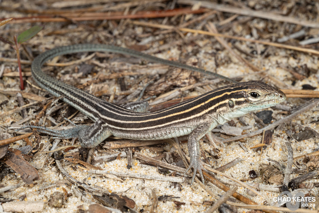 <p>Six-lined Racerunner, live in SE USA, fast running, large plate-like ventral scales, not shiny/glossy, 6 yellow lines on dorsal</p>