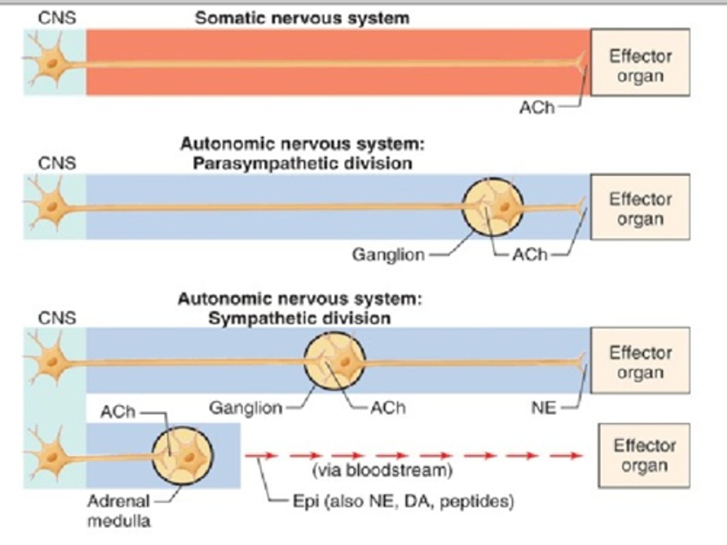 <p>DEFINITION</p><p>Sensory and motor neurons distributed throughout the skin, muscles, and joints.</p>