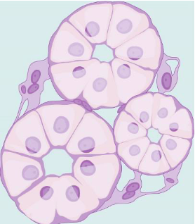 cuboidal cell shape