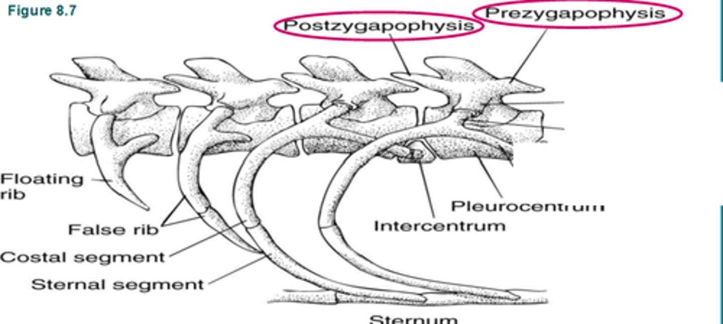 <p>allow one vertebra to attach to the vertebra behind it</p>