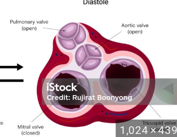 <ol><li><p>Blood flows into <strong>atria</strong> </p></li><li><p><strong>AV valve</strong>s open </p></li><li><p>Blood flows into <strong>ventricles</strong></p></li></ol><p></p>