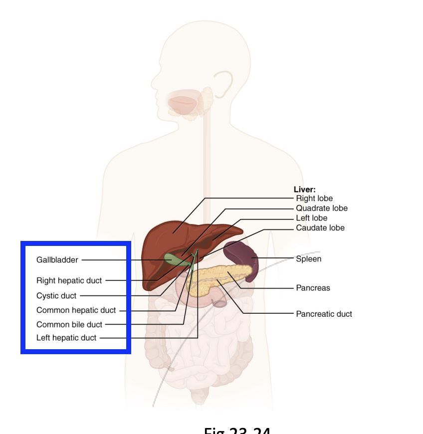 <p>Stores excess bile from the liver as a <strong>concentrate</strong>.</p><ul><li><p>Bile can be stored or released</p></li></ul><p></p>