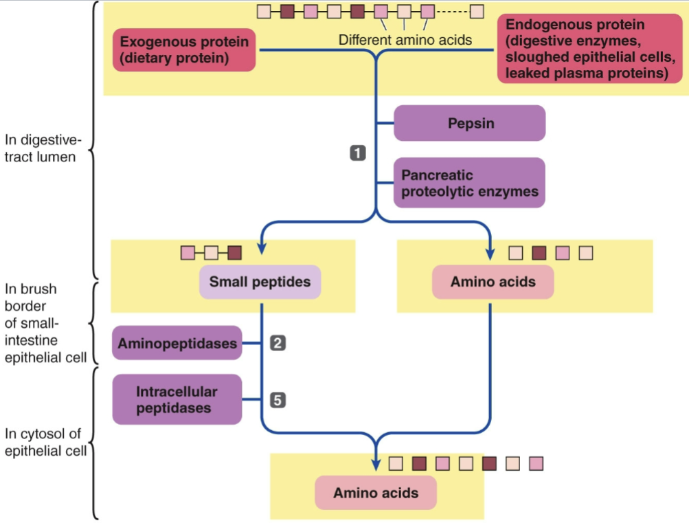 knowt flashcard image