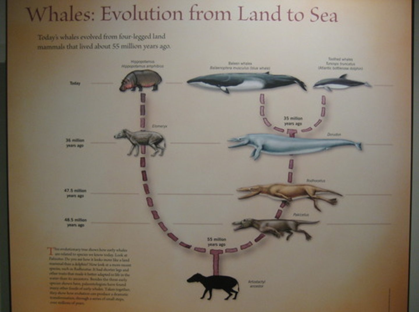 <p>A theory that the various types of species arise from pre-existing species and that distinguishable characteristics are due to modifications through successive generations.</p>