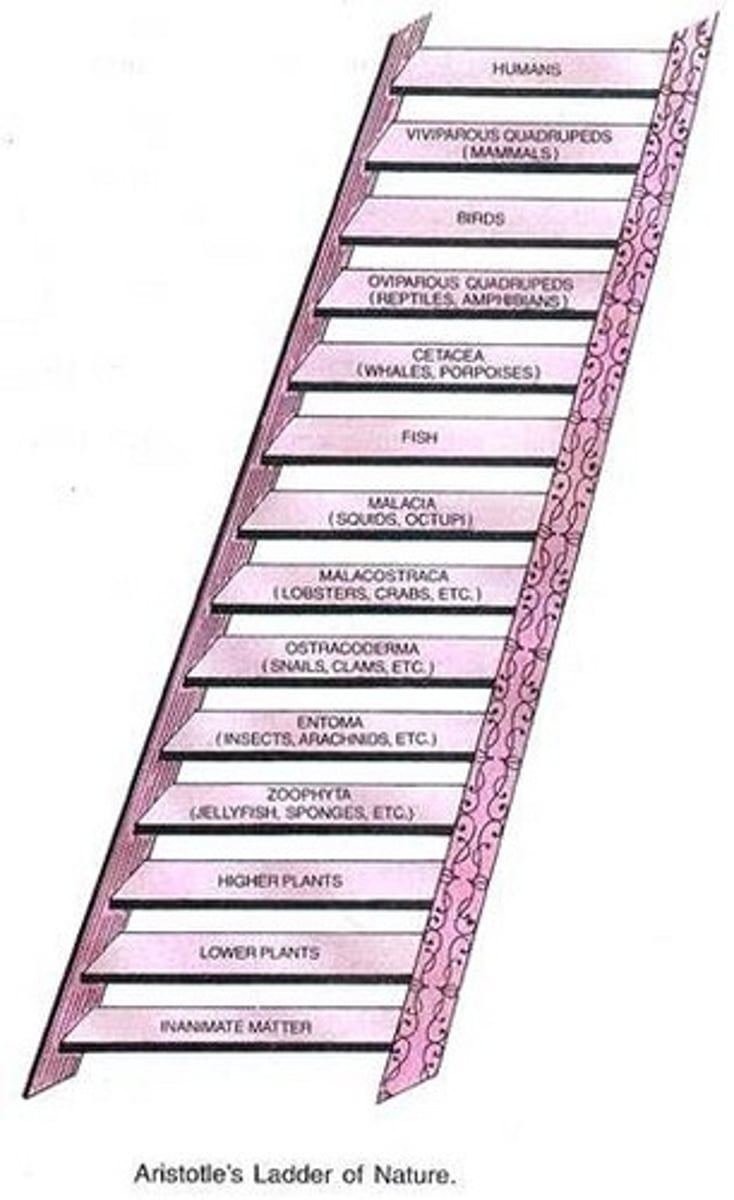 <p>Scale/Ladder of nature = ordering species from least to more "perfect" (complex)</p><p>Thought all creatures were created to fill a position in the ladder so there r no vacancies</p><p>Issue: no evolution</p>