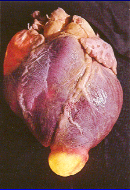 <p>what parasite is this image associated with</p>