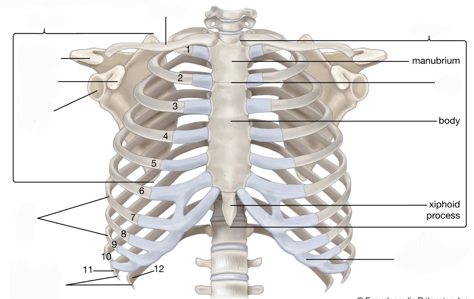 <p>Manubrium, body, xiphoid process</p>