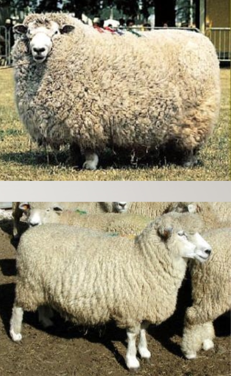 <p>Long wool</p>