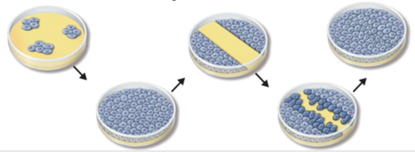 <p>A mechanism that controls cell growth when cells come into contact with other cells, they respond by not growing; the proteins on the cell membrane surface signals each other</p>