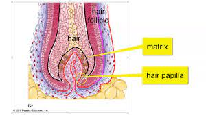 <p>actively dividing basal cells in contact with hair papilla</p>