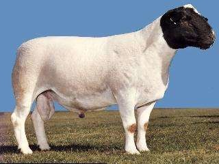 Origin: South Africa, Traits: carcass quality, and hardy