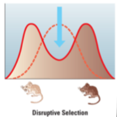 <p><span style="color: yellow;">favors extreme phenotypes </span>of a <span style="color: yellow;">trait</span>, <span style="color: yellow;">not </span>the <span style="color: yellow;">intermediate</span> </p>