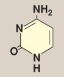 <p>Name this base.</p>