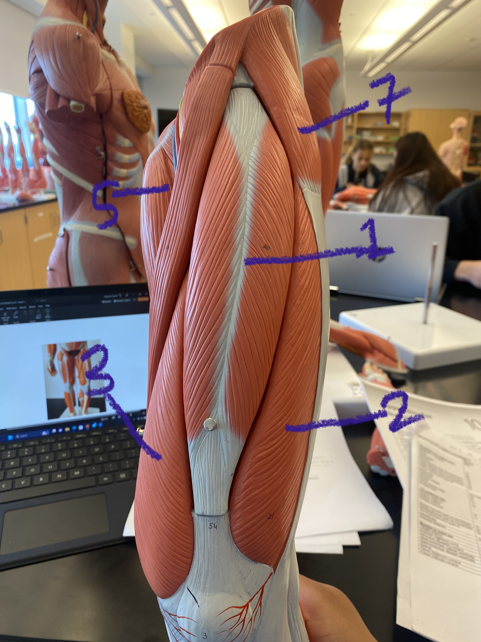 Muscle on thigh and leg: quadriceps #3