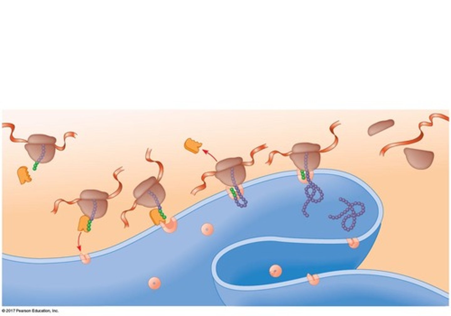 <p>A signal peptide.</p>