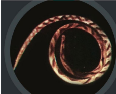 term image