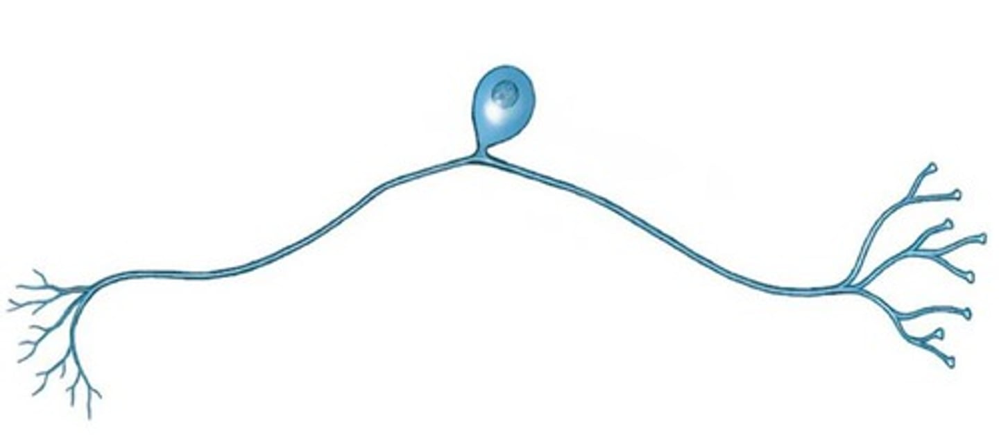 <p>What type of neuron is this?</p><p>- touch + pain</p><p>- two axons with dendrites on end of each axon</p>