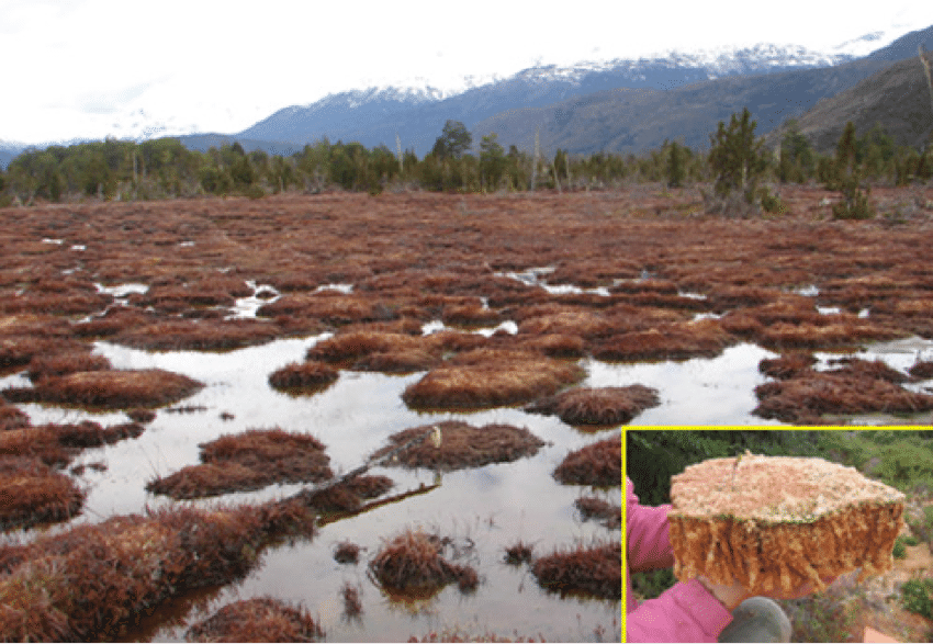 <p>mosses that dominate bog wetlands, can adsorpb cations from water well, resulting in the release of H+ ions and in exhnage increase the acidity of soil </p>