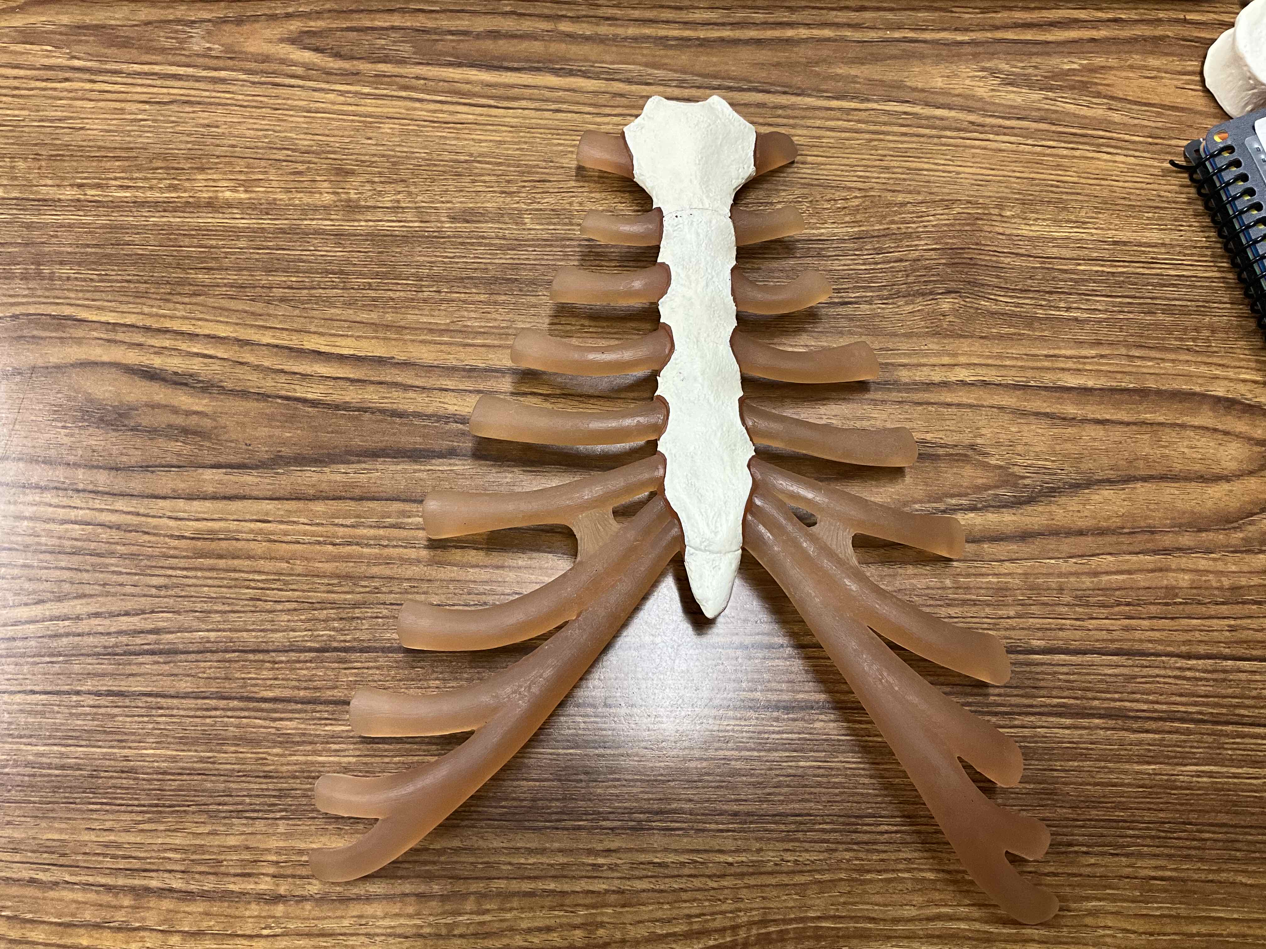 <p>Name this bone</p>