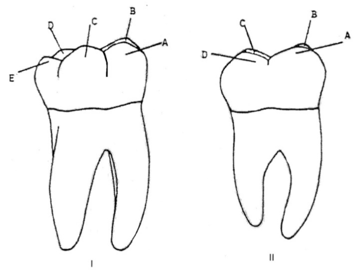 <p>Identify the distobuccal cusps of these teeth </p>