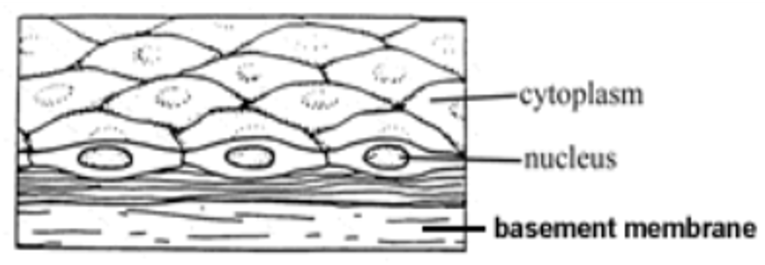 <p>diffusion and filtration</p>