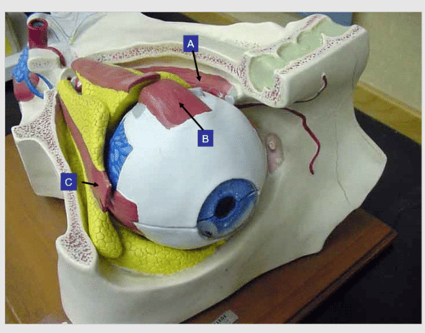 <p>What structure is the letter C?</p>